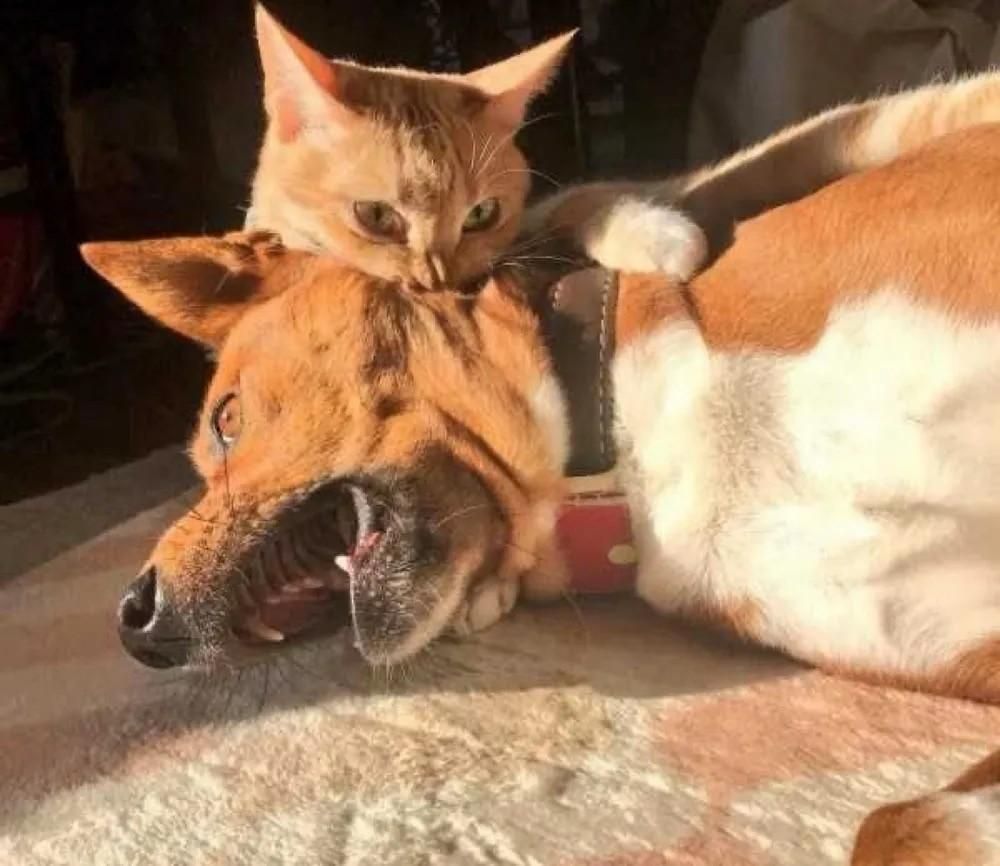 Photo of an orange cat chomping down on the back of the neck of a dog who was laying down in the sun. The dog comically has its mouth and eyes open in complaint of the little gremlin biting its head.