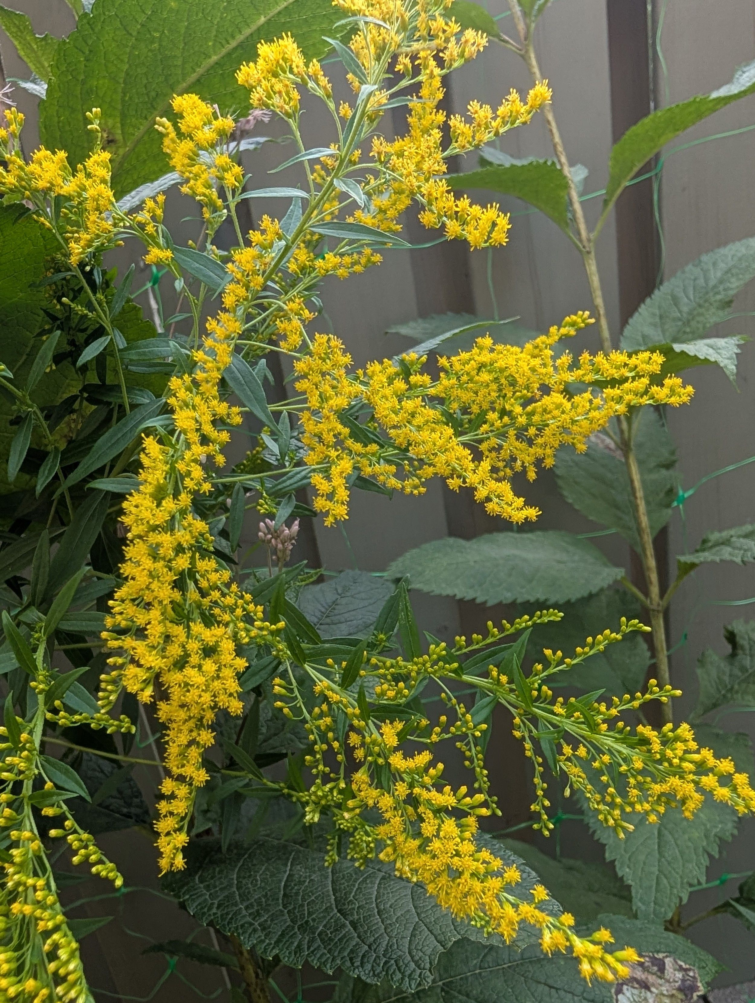 Multiple big and long clusters of tiny bright yellow flowers