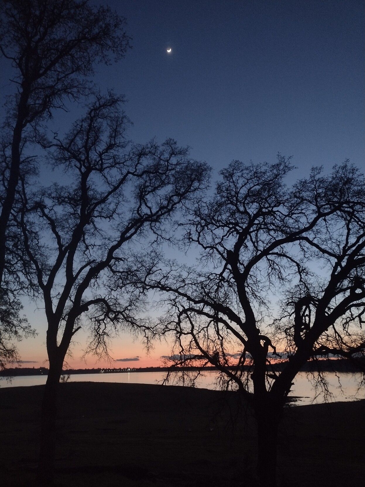 Oak trees in front of a lake at sunset. Sky is dark blue at the top and then changes to light blue and pink. 