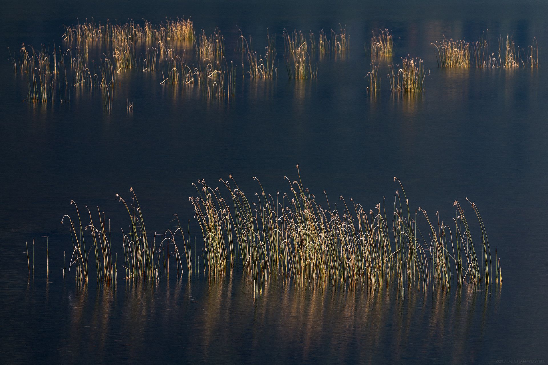 Two rows of wetland reeds/plants, one in foreground, one in background, in a marsh area called Katzie Marsh - British Columbia