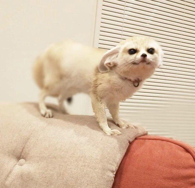 a cute fennec fox standing on top of a couch, looking very silly
