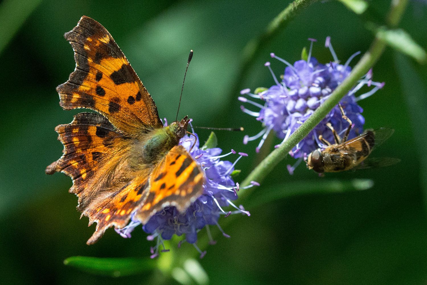 Herukkaperhonen (Polygonia c-album) purtojuuren kukassa.