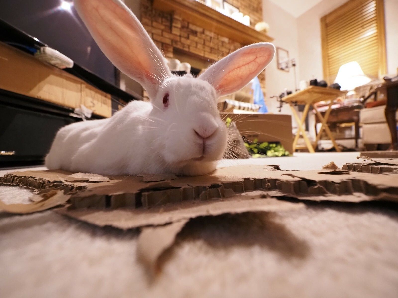 Lena, a medium-sized white house rabbit, lays atop a pile of well-shredded cardboard in a living room.  She is reaching towards the camera with her head, and her ears stick out at right angles from each other.  The viewpoint is dramatized because the photo is taken from very short range with a wide-angle lens, making her nose and ears appear relatively huge.