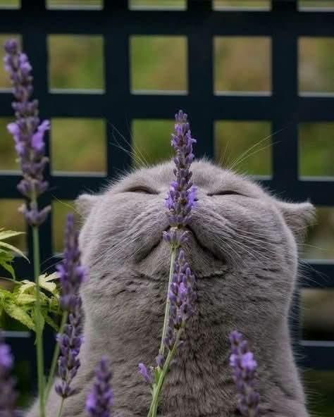 Grey cat sniffing lavender