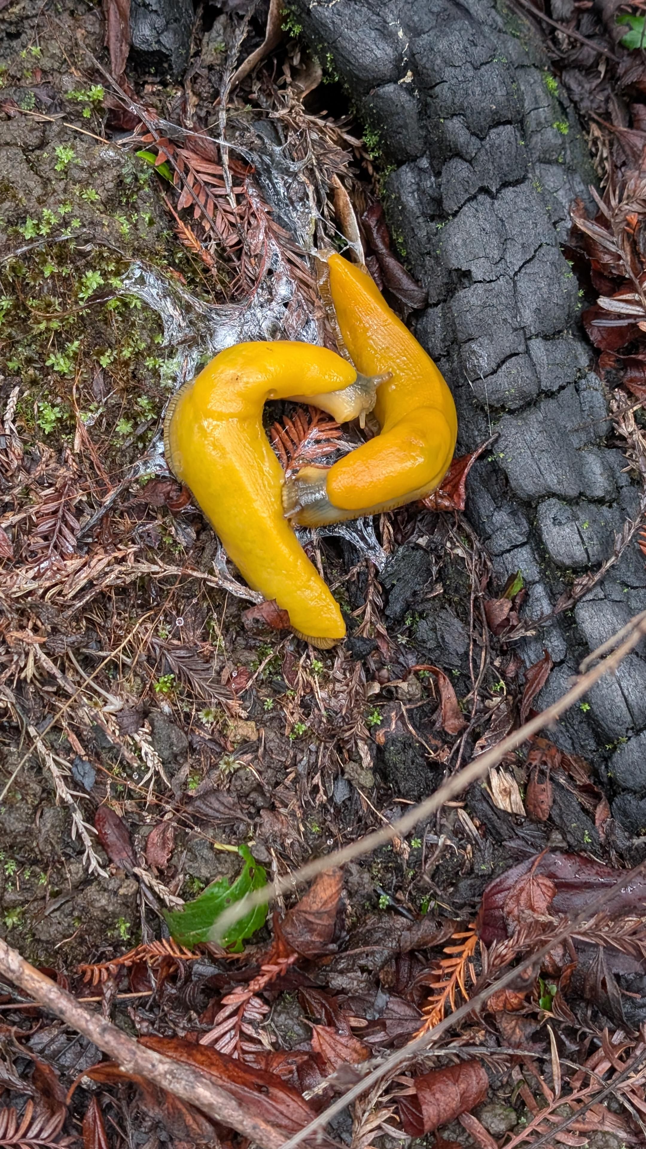 A pair of vivid yellow banana slugs, curved towards each other. Each has its head positioned by the other slug's body. A burnt log is to their right, on the ground below is redwood duff, sticks, and small green plants.
