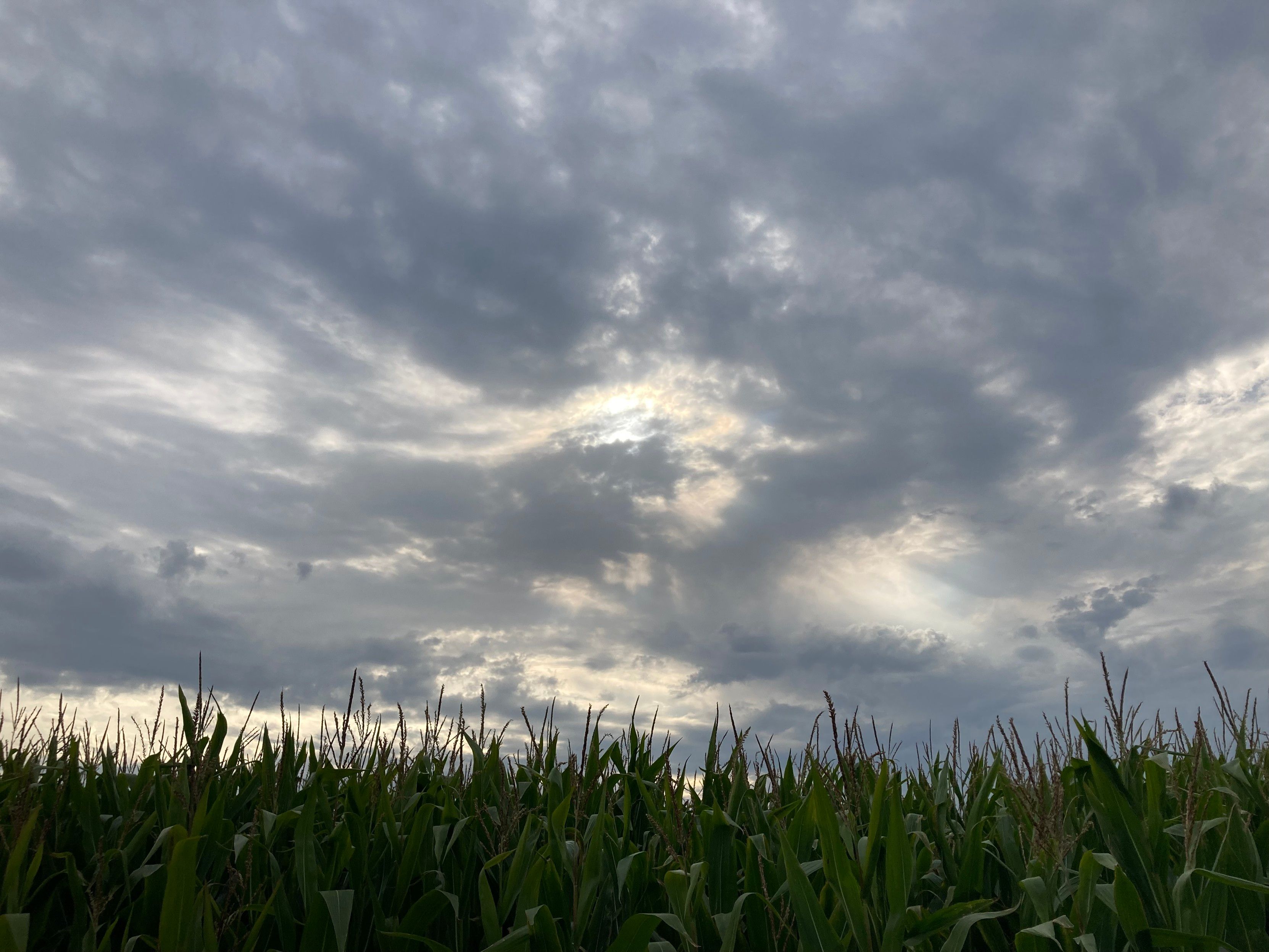 Sich drehende, graue Wolken über einem Maisfeld. Durch Lücken kommt noch etwas Sonnenlicht.