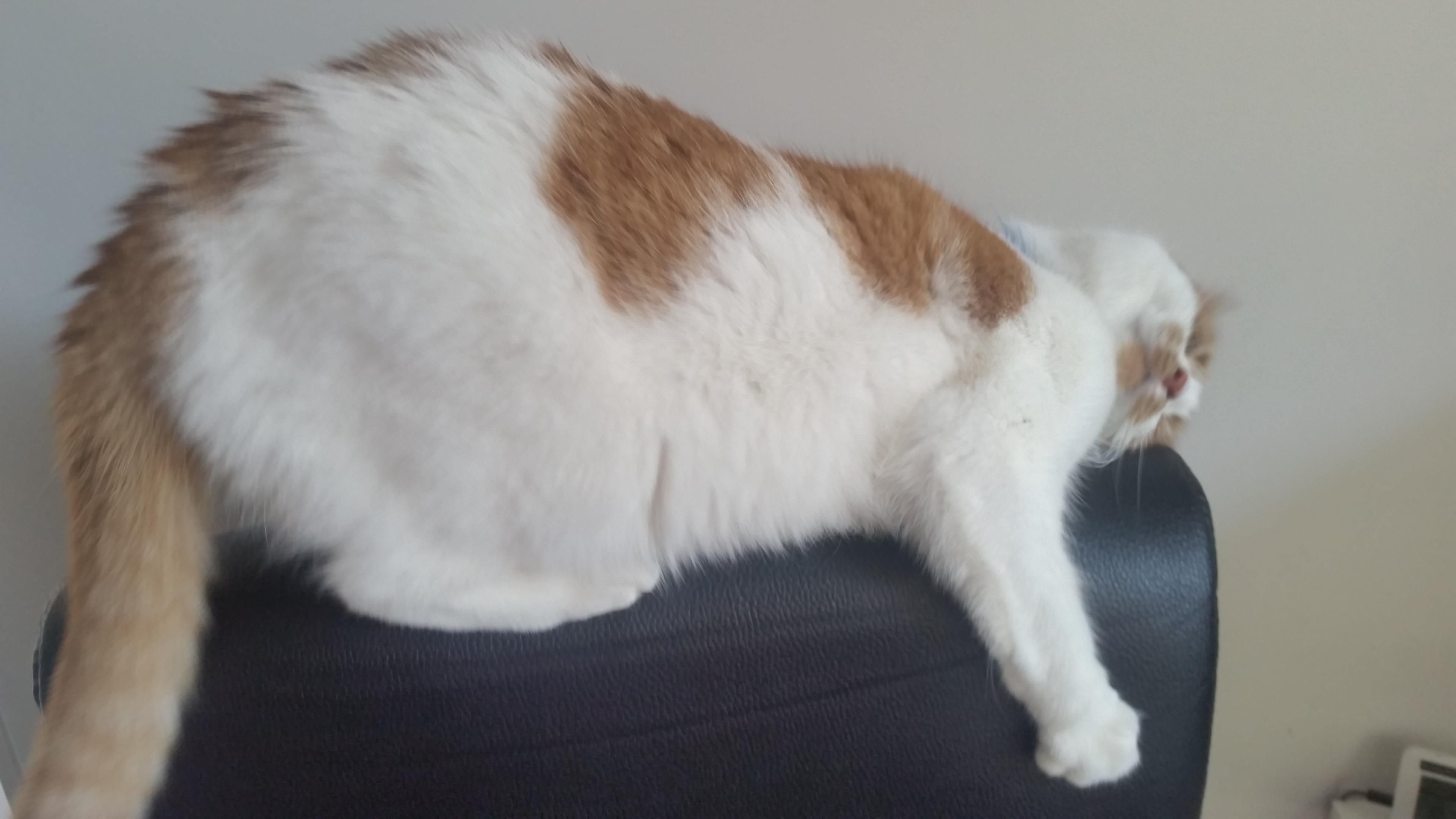 Queen Felicia on the back of my chair, just gripping it in a giant hug, get head on her side and her eyes wild. She's excellent at hunting and catching this chair at my desk, especially when I'm at work.