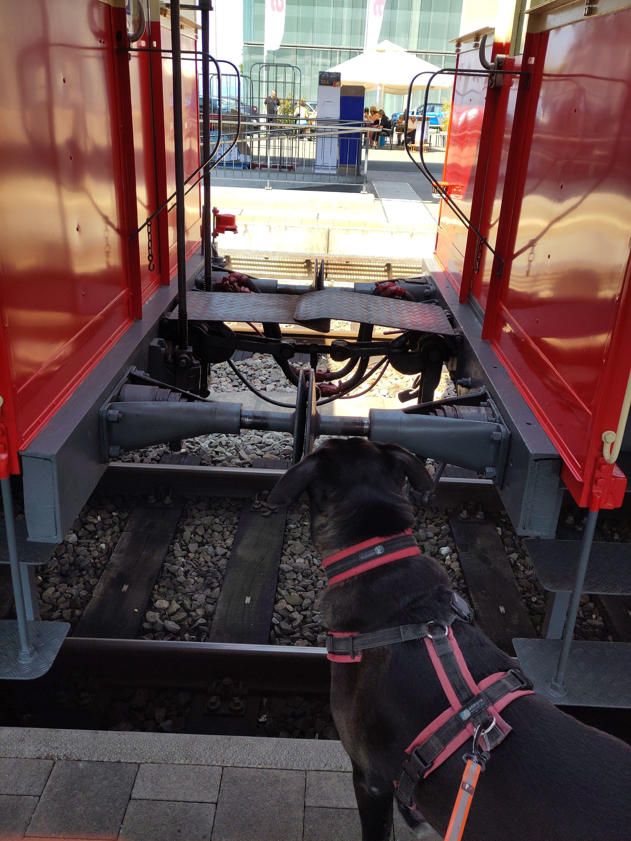 Foto. Kupplungsbereich zweier Eisenbahnwagen mit Stangenpuffern, im Vordergrund ein schwarzer Hund.