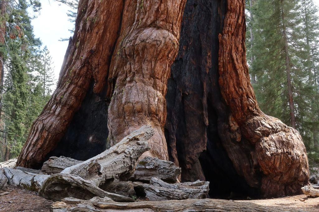 A close-up view of the base of a huge tree showing large burn scars in the tree trunk. Rotting logs lie haphazardly on the ground in front of the tree, and other smaller trees can be seen in the background.