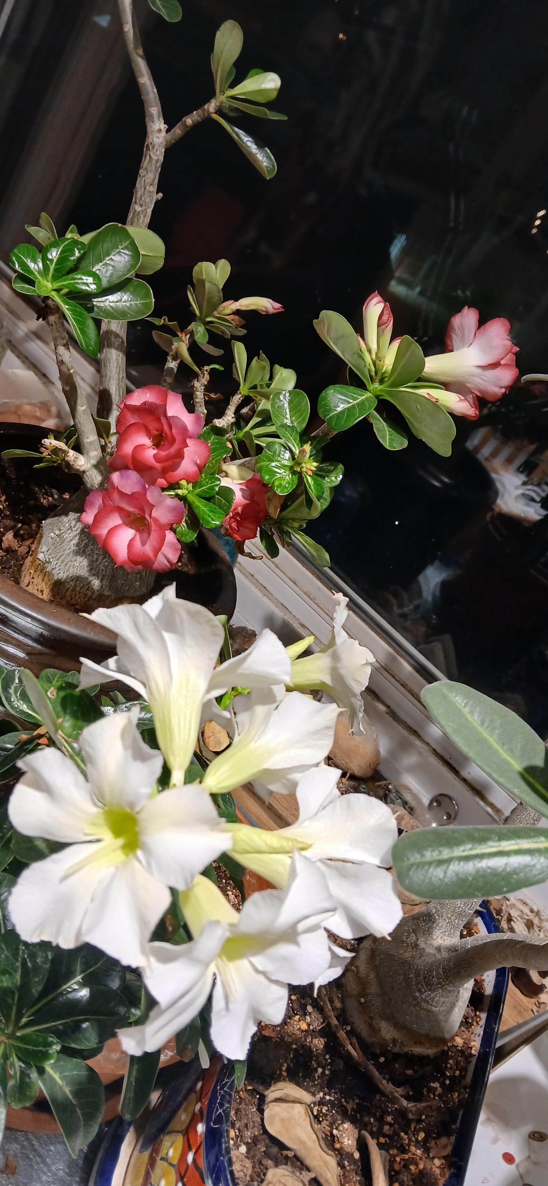 The white and red desert roses are going crazy