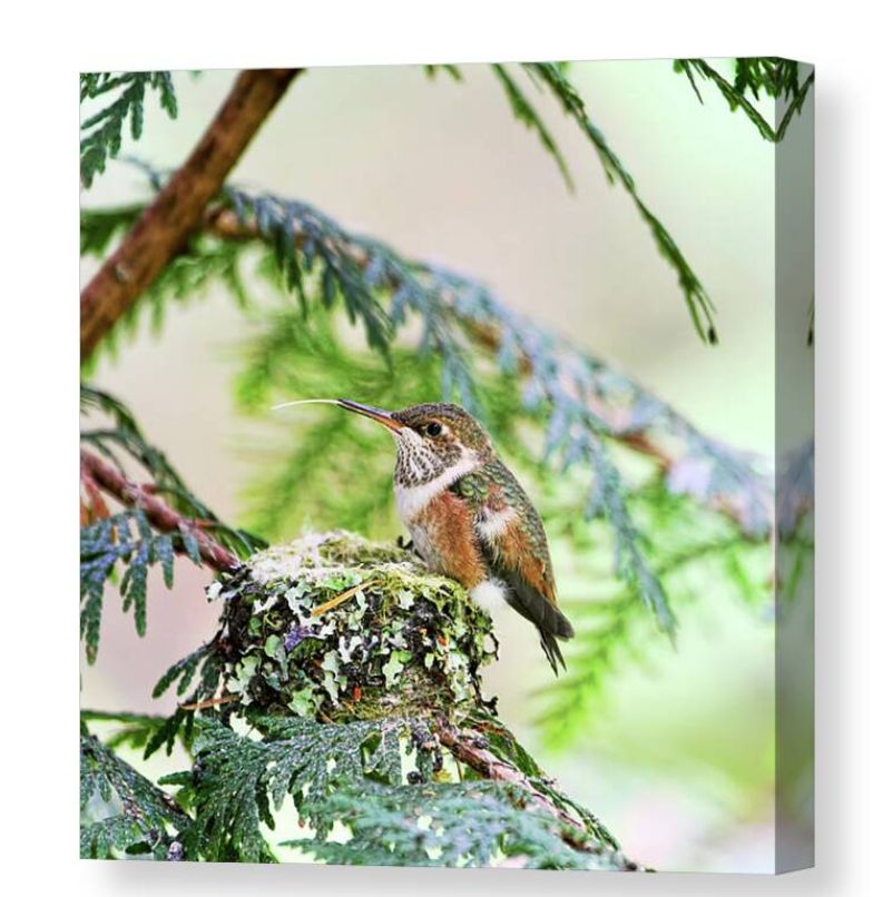Photograph of a baby rufous hummingbird sitting on a nest in the forest, sticking out his tongue. Photograph by Peggy Collins.