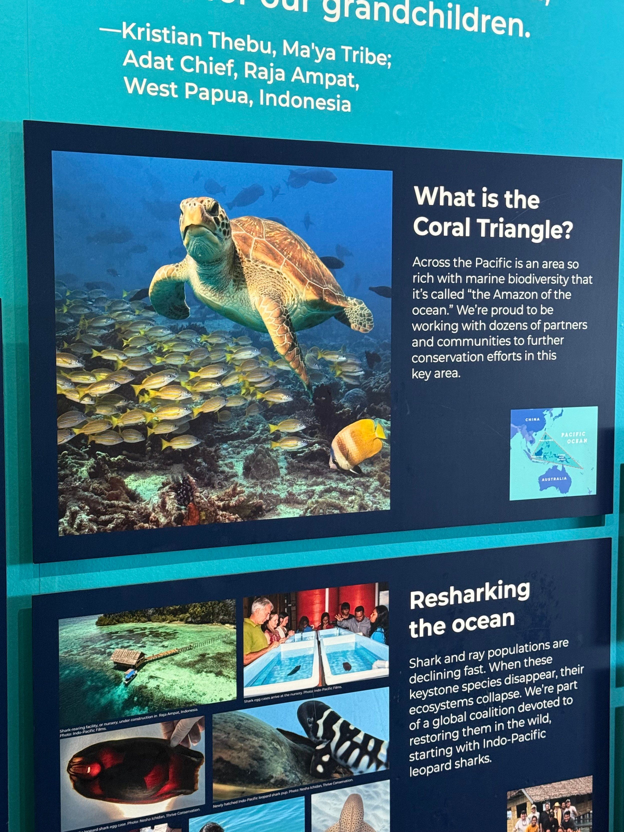 A perturbed turtle on an informational sign at the aquarium