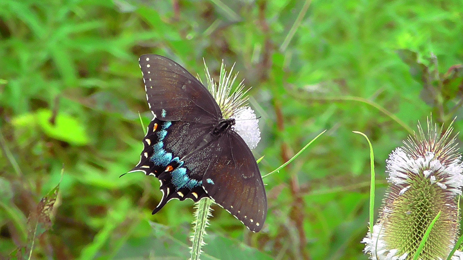 Likely a female Dark form Tiger Swallowtail Butterfly. It is perched on Teasel and feeding. Dark wings with white and orange spots along its outer edges. Teasel has very small washed out lilac colored flowers.