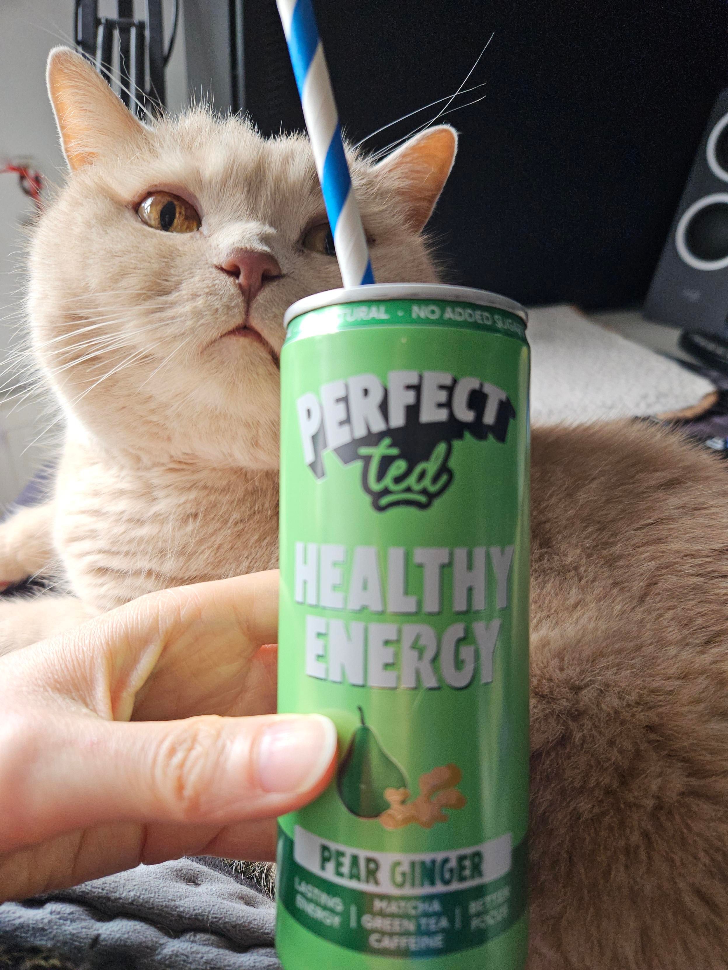 A photo showing a green (out of focus) can of Perfect Ted pear and ginger matcha natural energy drink with a blue and white straw sticking out of it in the foreground and my cream British Shorthair cat Mori (in focus) sitting on my lap behind it - he appears to be making an expression of disapproval.