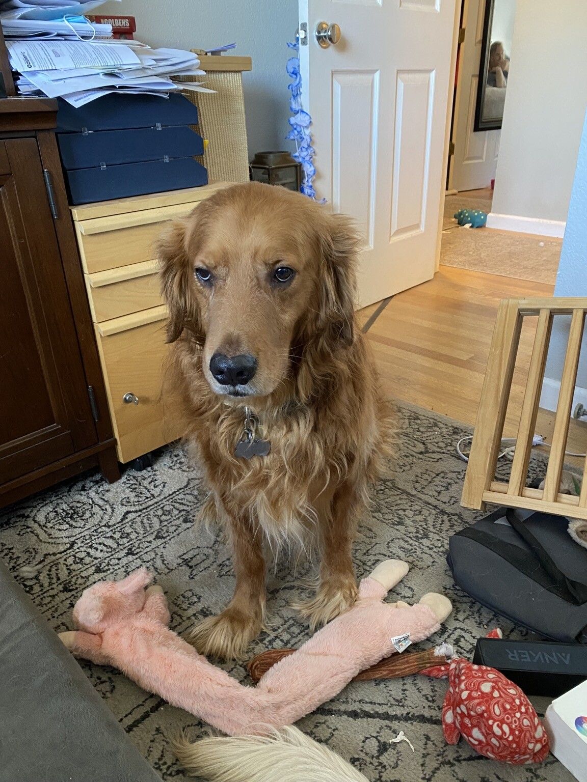Jack is sitting down waiting for a treat from me, and is looking kind of grumpy. Sitting is a rare behavior for him, and is another milestone on his journey out of fear.