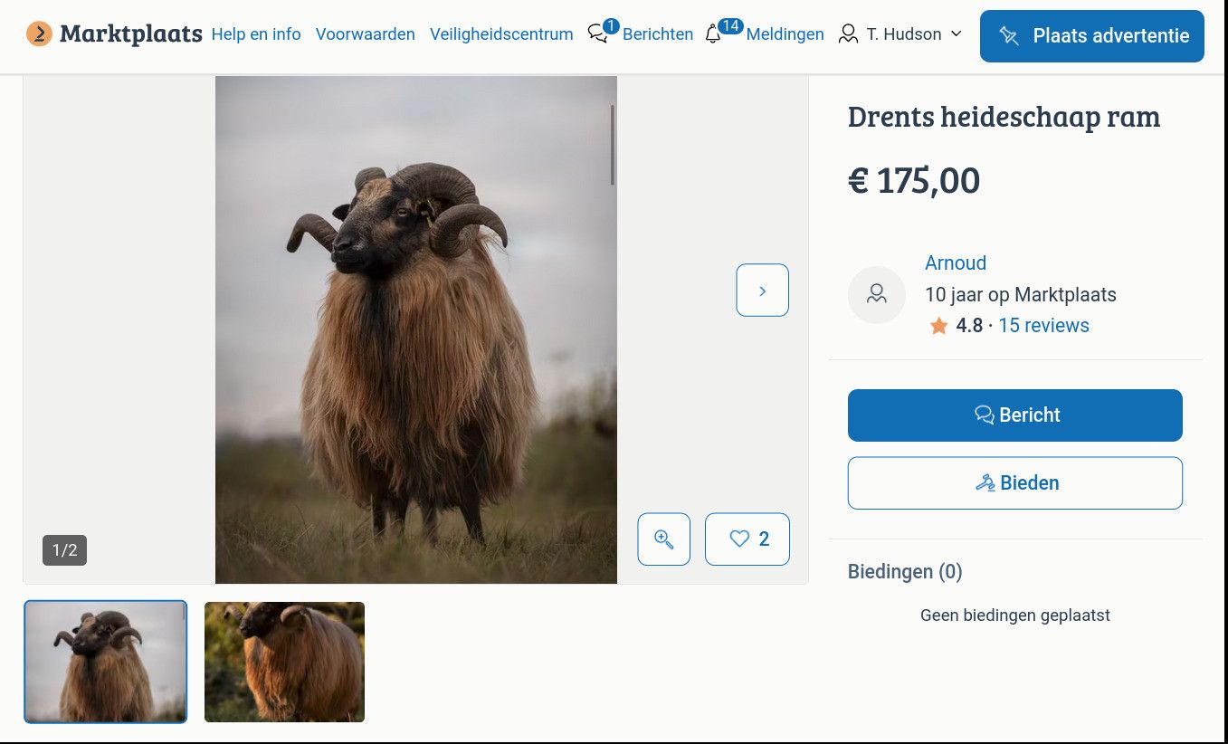 marktplaats ad for a very handsome male sheep in Drente (the Netherlands) for an asking price of175 euros