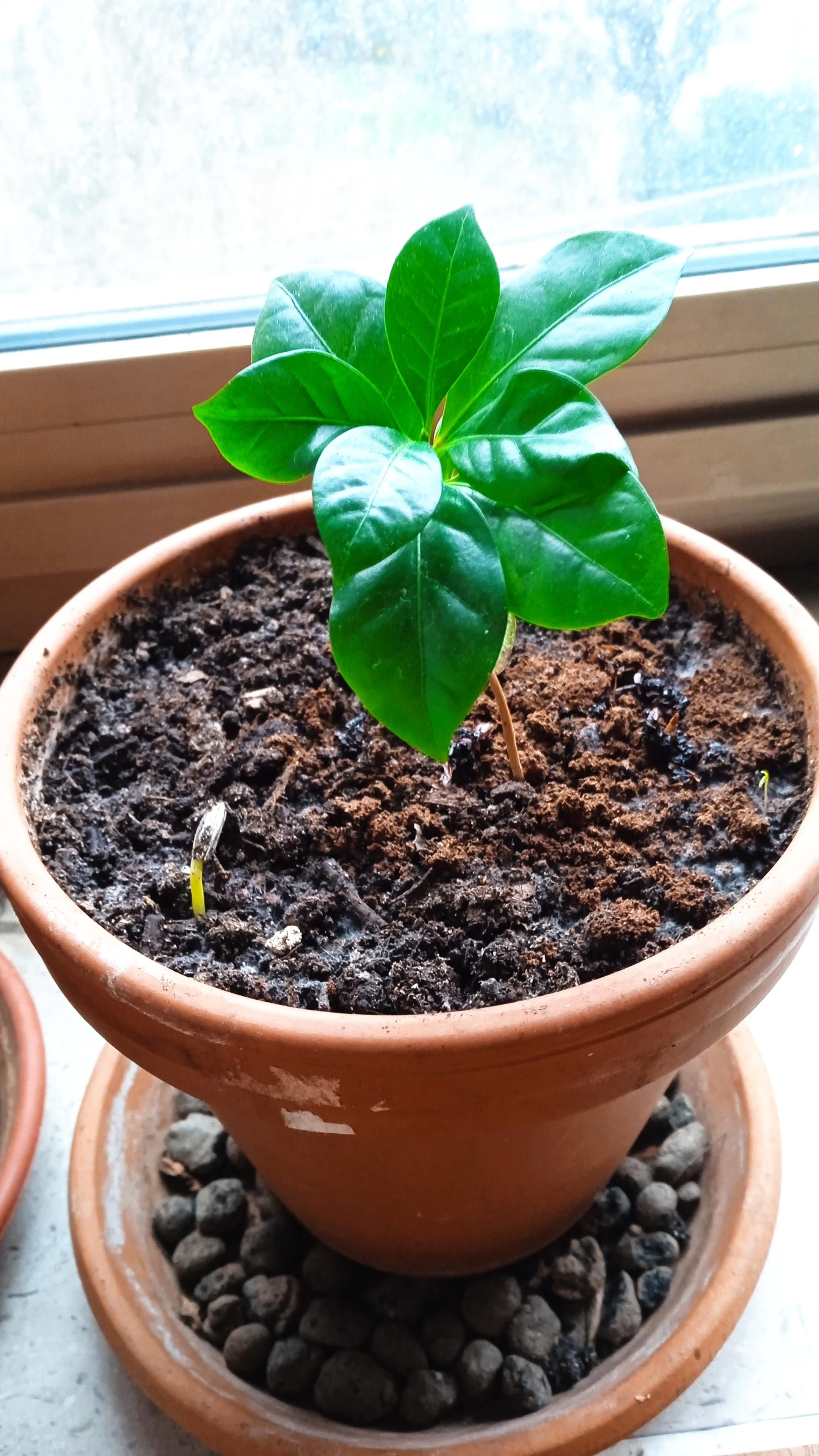 A small coffee plant and, at bottom left, a sunflower sprout in a brown terracotta pot on my windowsill.