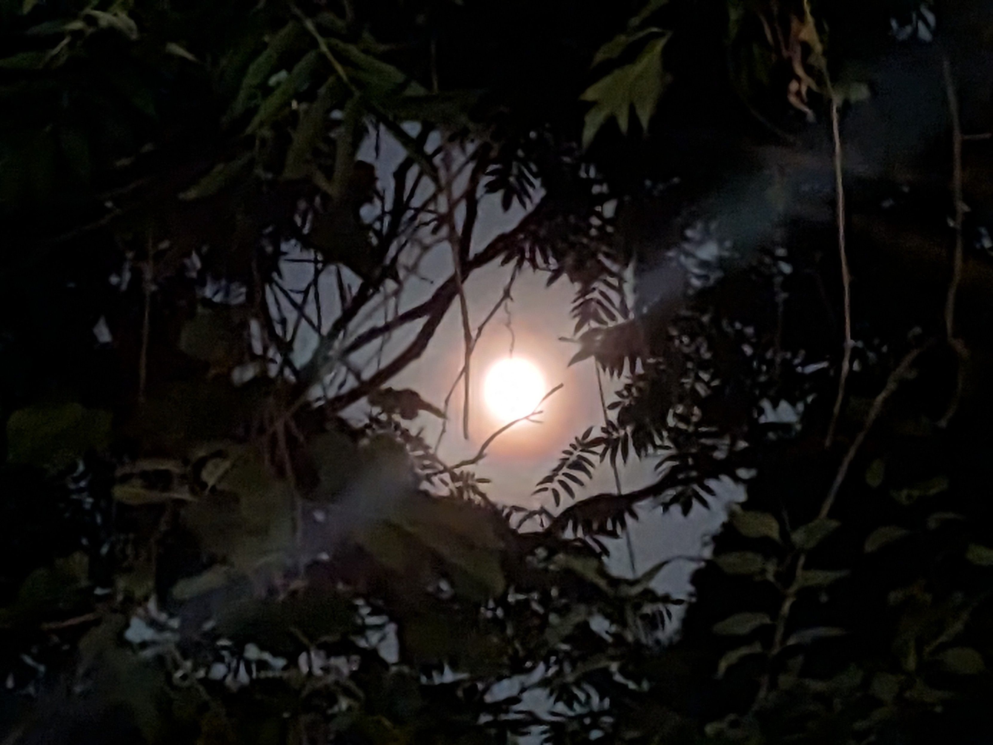The moon surrounded by tree leaves and branches.