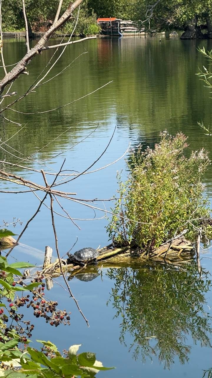 A turtle is visible sunbathing on a fallen tree trunk in a lake