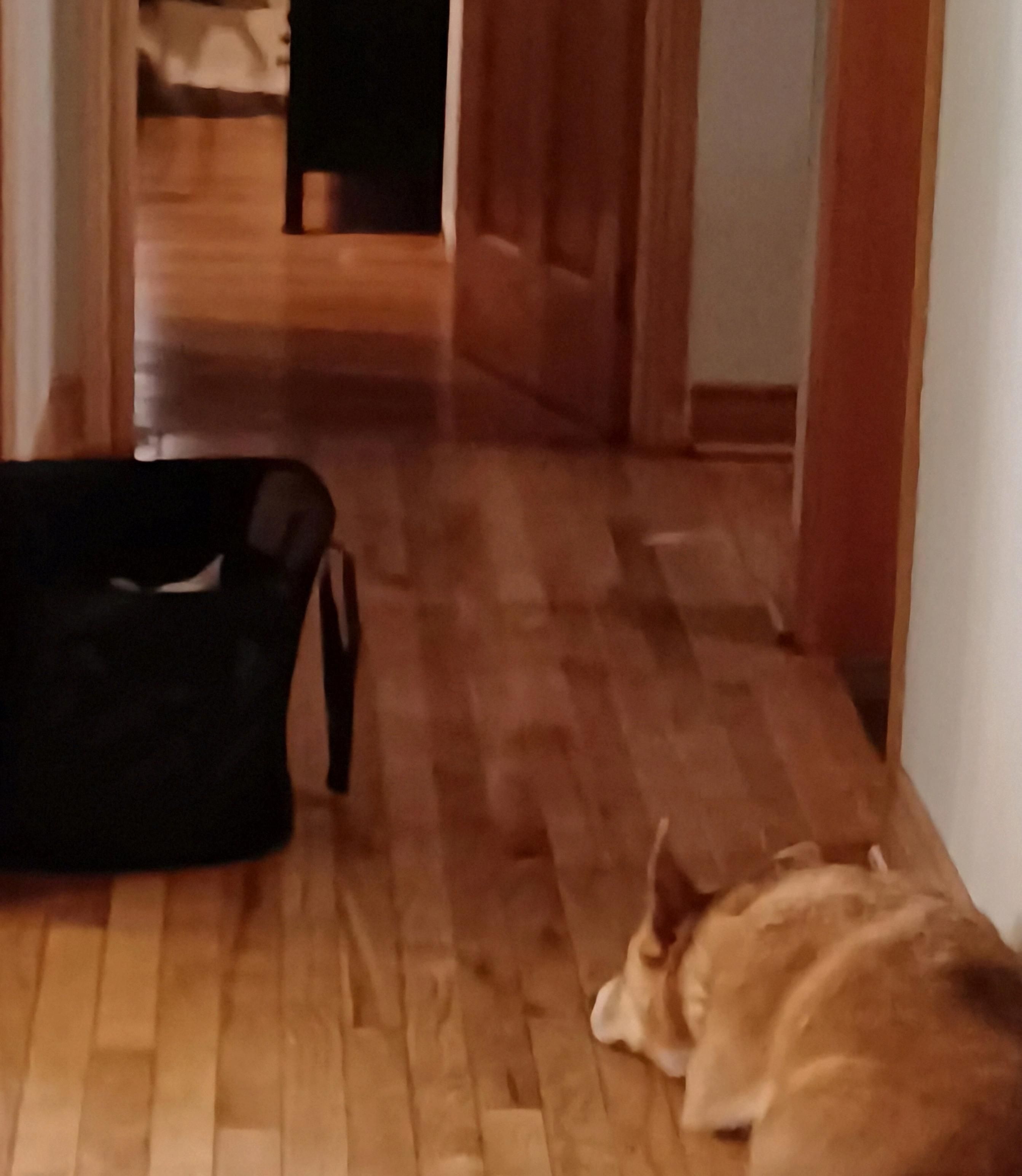 A photo of a hallway with a black laundry basket halfway down the length and a bedroom doorway at the end.  Harley,  the tan coloured dog,  is lying on the wood floor staring at the black basket. In the basket, you can see the tips of two white ears sticking up, indicating that Casper,  the all white cat,  is waiting to pounce.