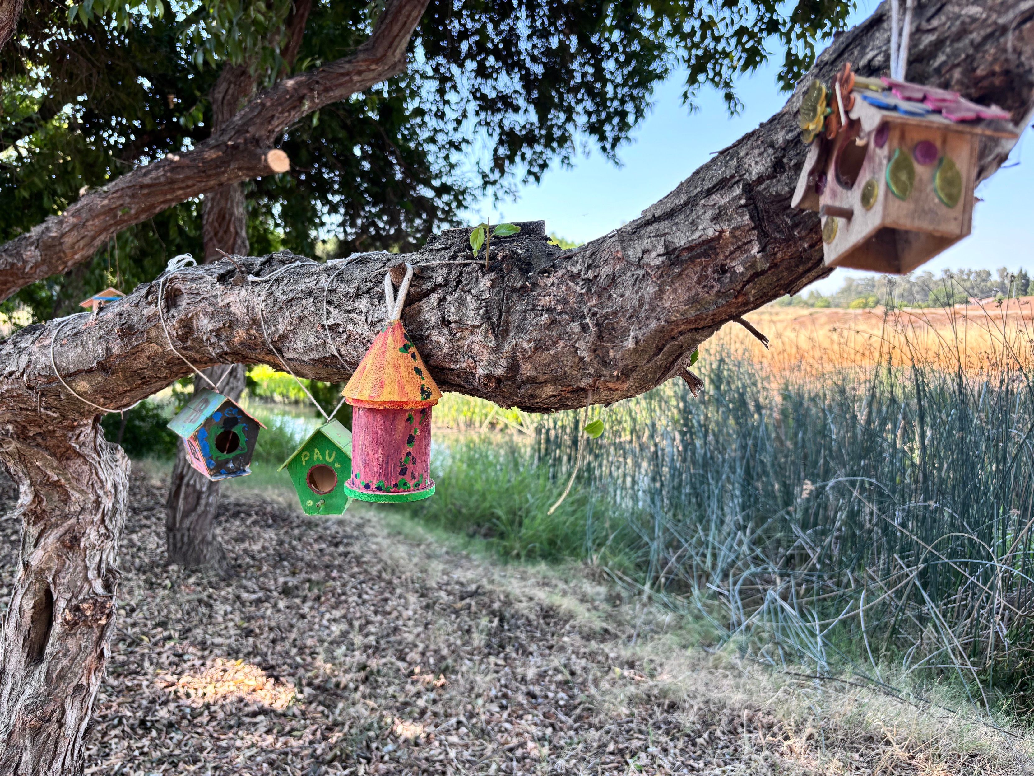 Tree branch with four colorful, handcrafted birdhouses hanging from it, set in a natural outdoor area with grass, reeds, and a clear sky in the background.