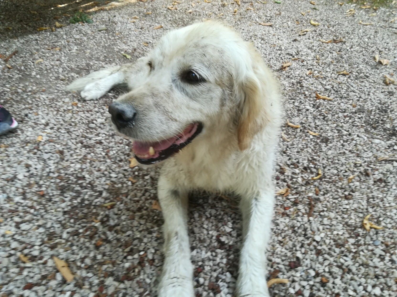 Cana bianca accucciata vista di fronte