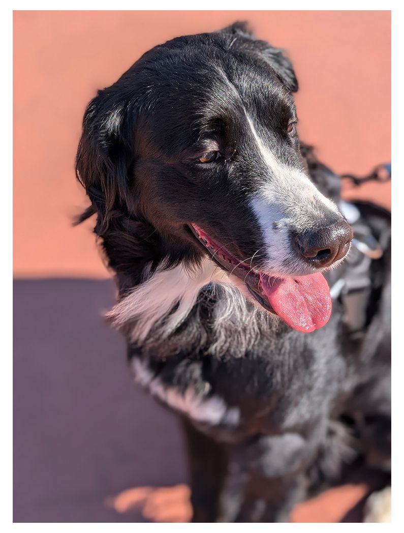 high angle view of a black dog with white markings sitting on an orange outdoor surface, looking left, mouth open, smiling.
