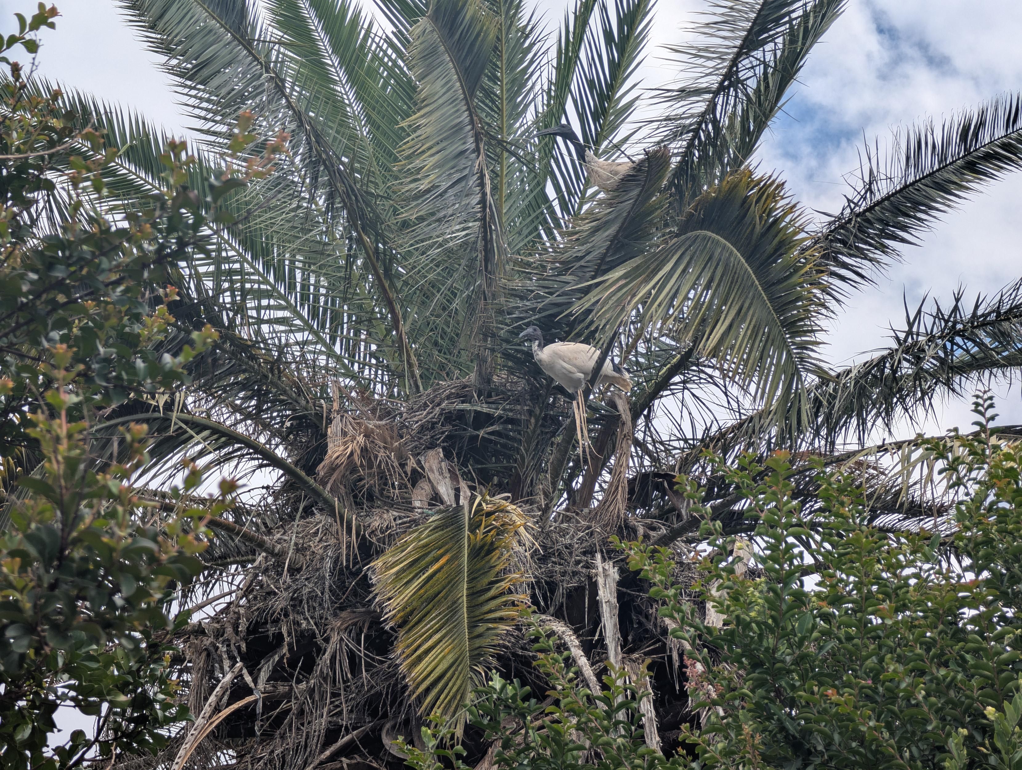 A palm tree with several ibis nest and ibis too