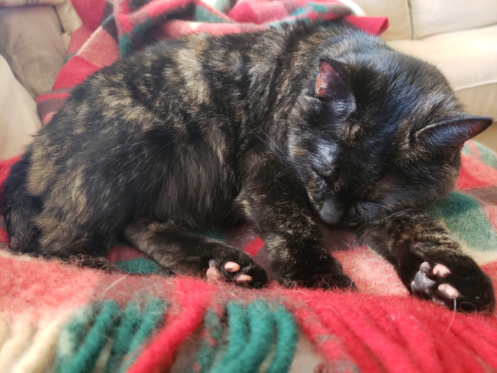 A tortoiseshell cat napping on a red and green plaid blanket.