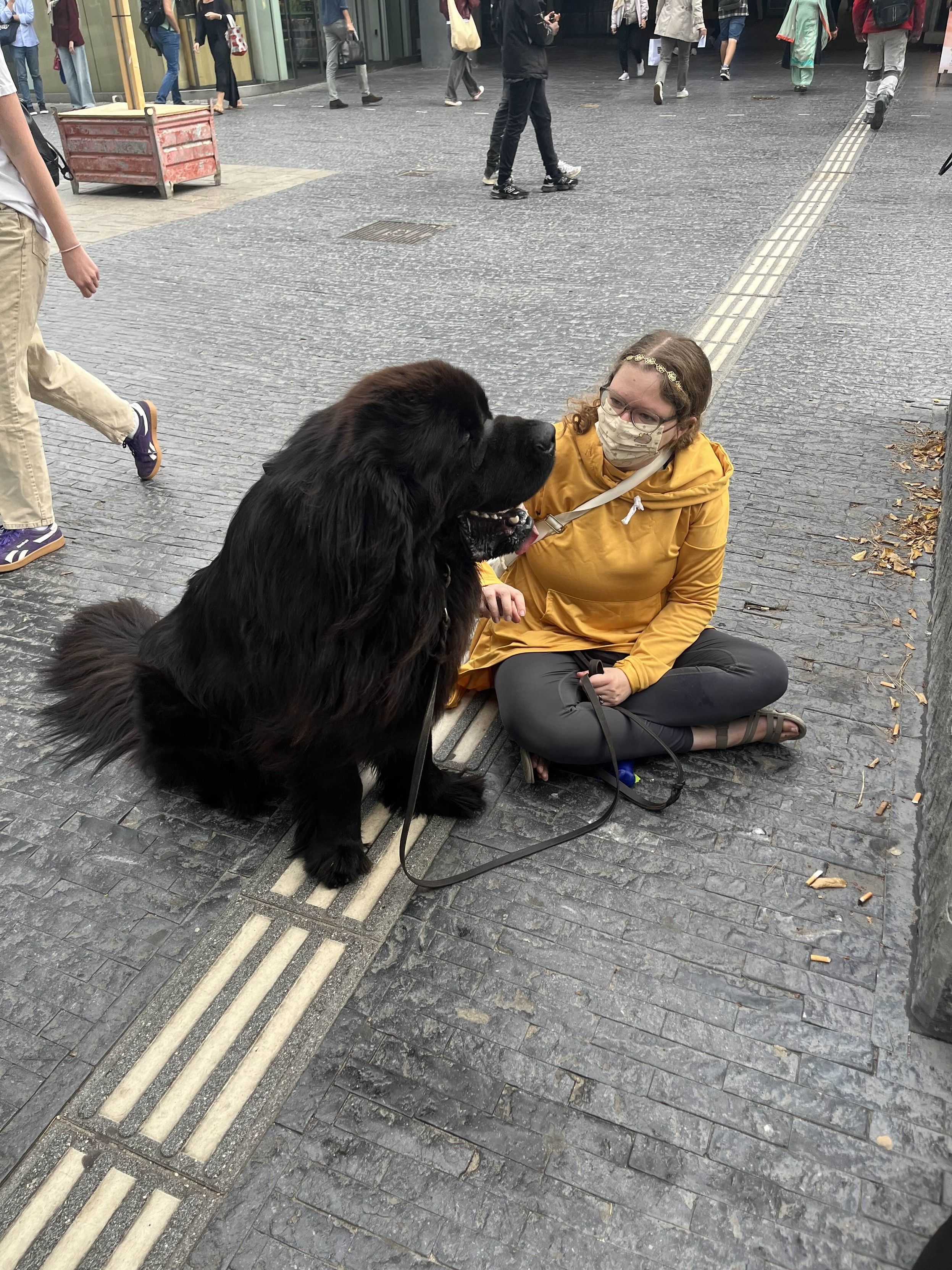 me, the human adult woman, sitting down next to Odin the Newfie, who is bigger than me and has no idea 