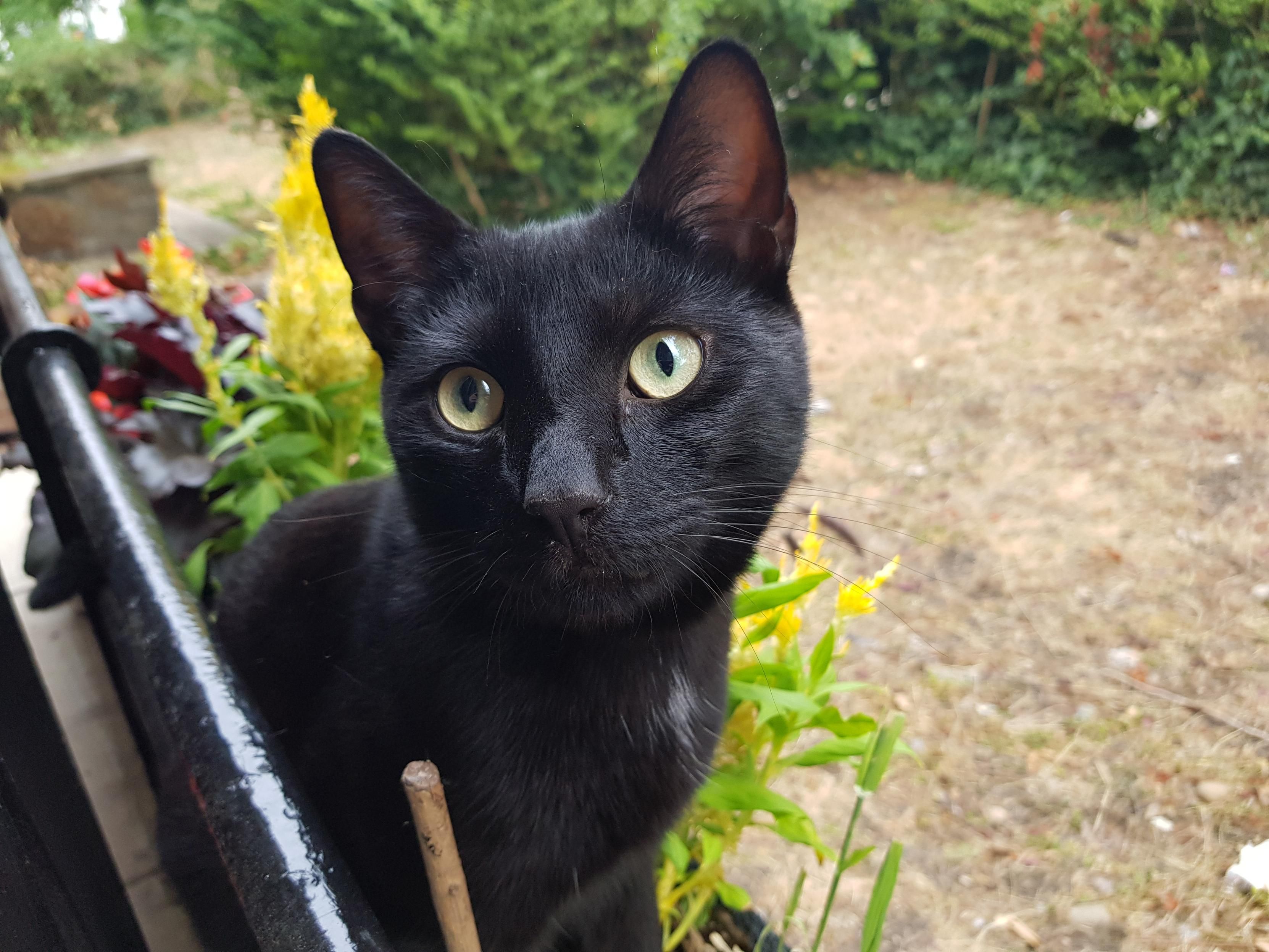 Black cat turning his head to look towards camera