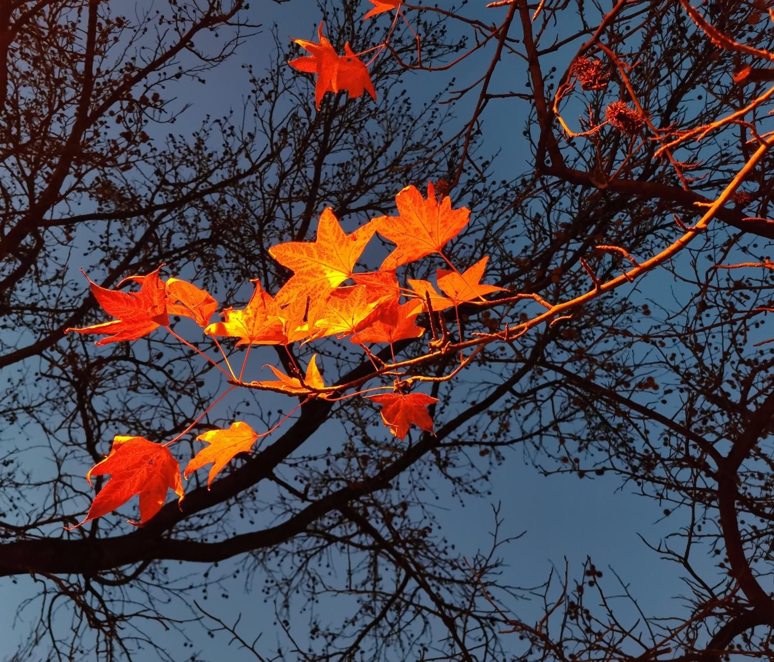 Foglie illuminate da un lampione che illumina solo loro mentre i rami secchi sullo sfondo sono illuminate poco o niente. Le foglie così sembrano splendere di luce propria, dall'interno.