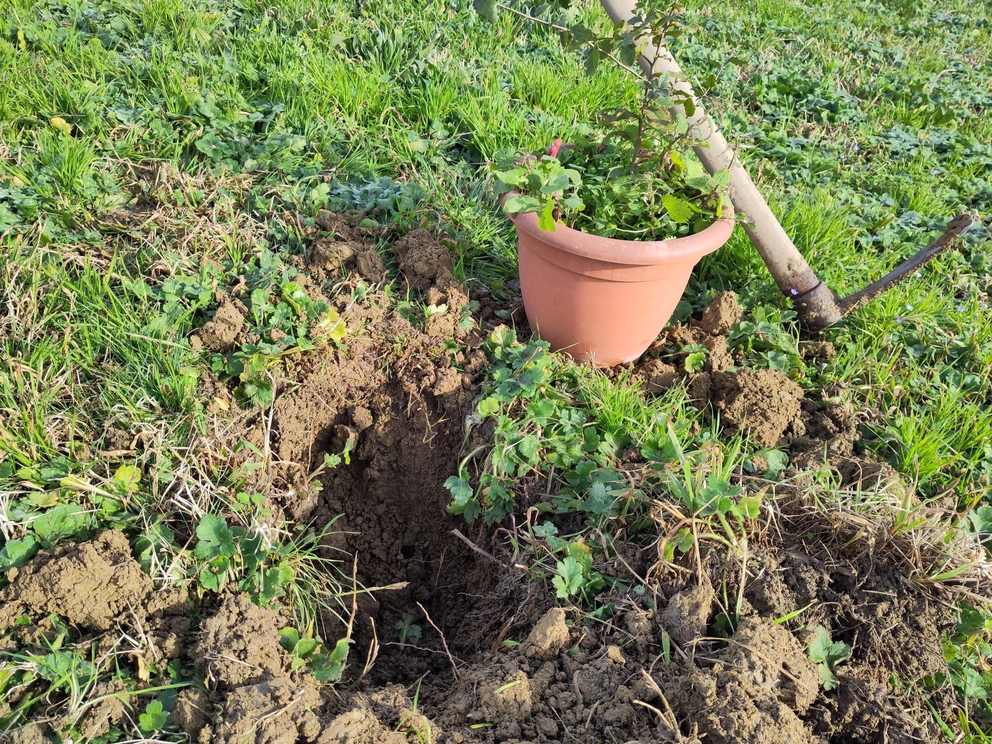 una buca fatta in un prato in un terreno argilloso. di fianco la buca sono presenti un piccone piantato nel terreno e un vaso di plastica color terracotta