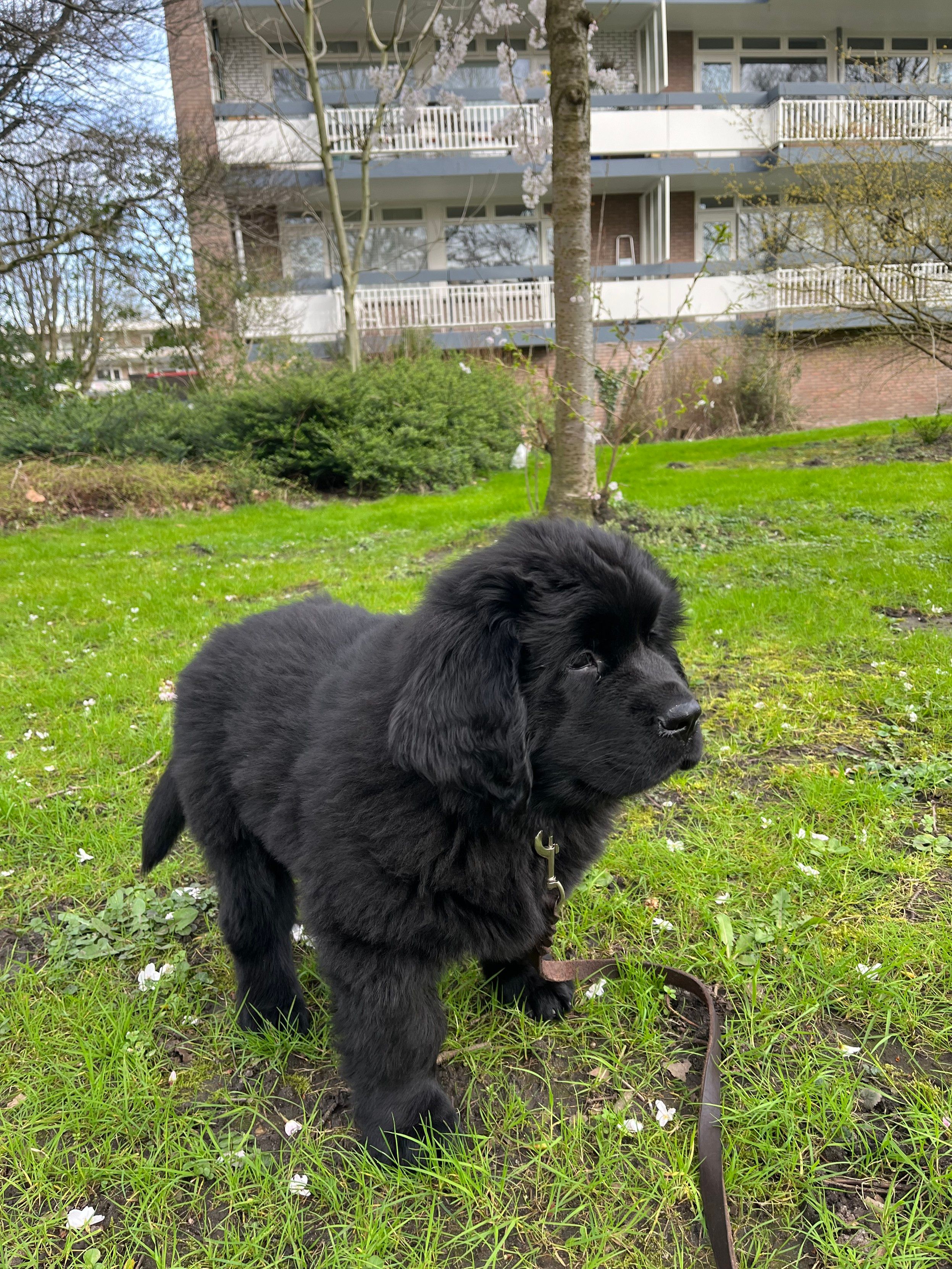 baby Odin the Newfie standing nobly astride the yard