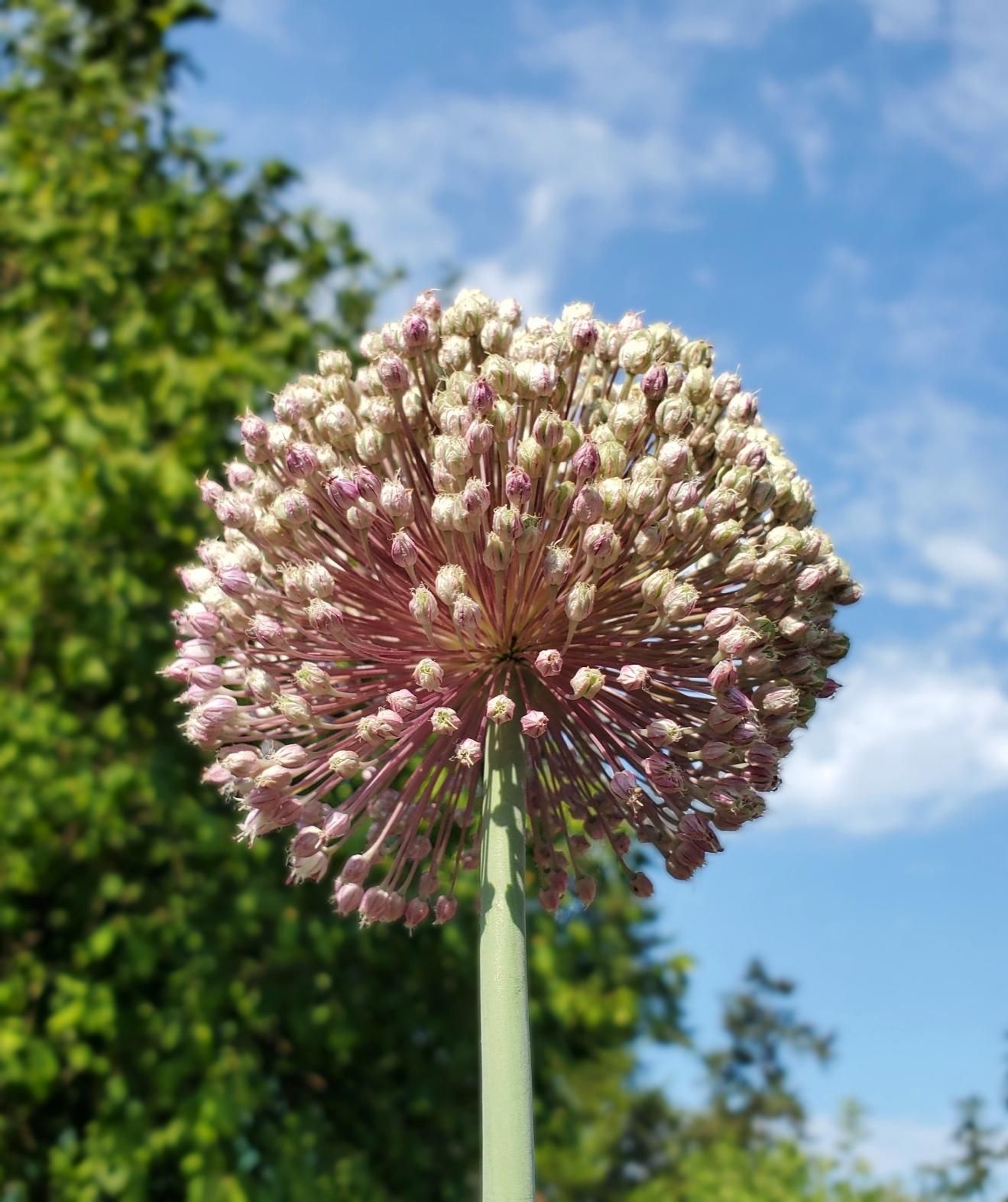 Close-up of a spherical allium flower head with tightly packed clusters of small white and pink buds, supported by a long green stem, against a blurred green background of foliage and a bright blue sky with fluffy white clouds.
