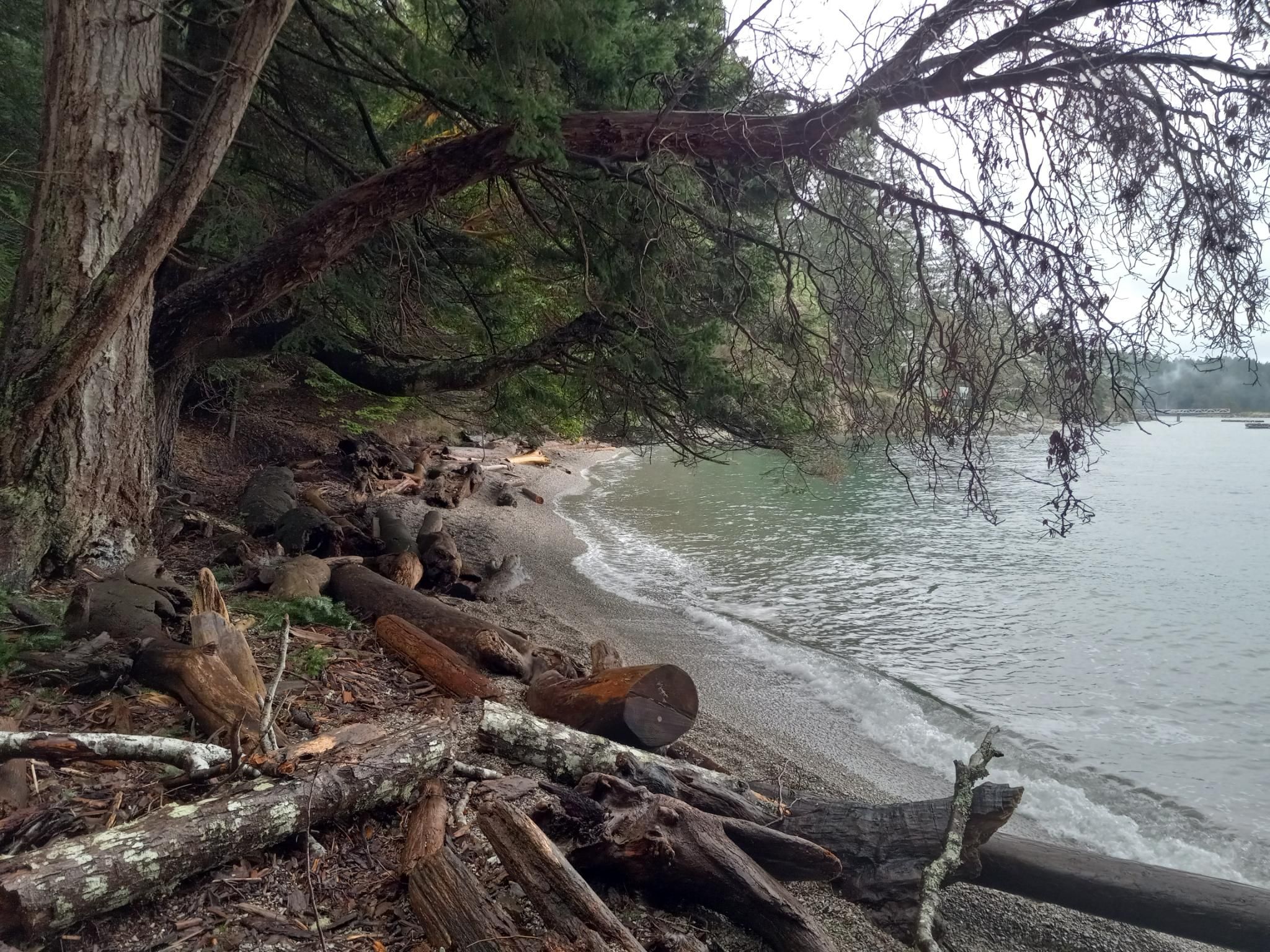 Another view of a different beach, covered with driftwood, with small waves lapping on a pebble-covered beach.  There are lots of pines and arbutus trees leaning out over the water, with cloudy sky above. 