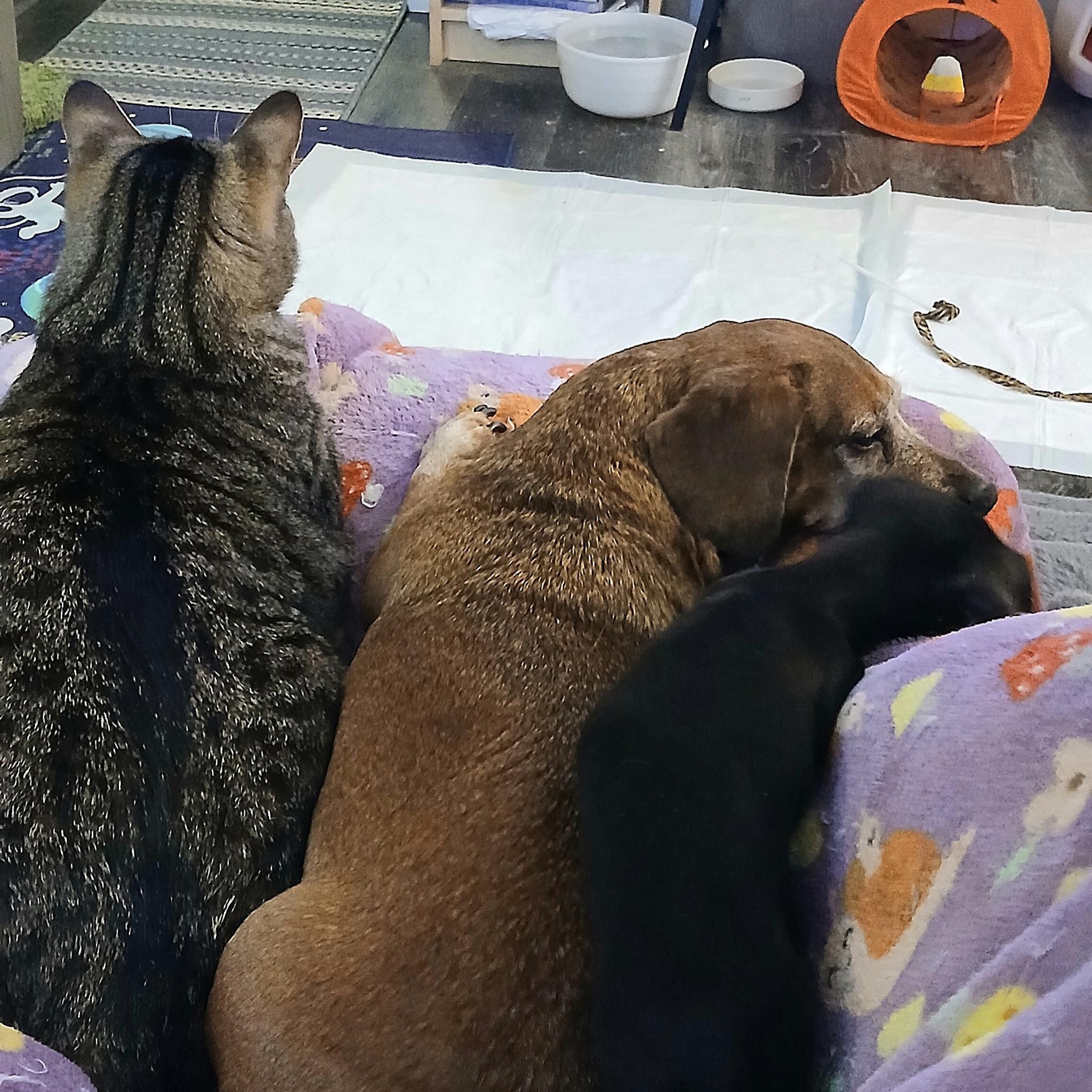 Looking down on Pippin, Bucky, and Gertie laying on a purple blanket. At the left is Pippin the tabby kitten in loaf form, looking alert and facing away from the camera. In the middle is Bucky the red dachshund laying in an untucked loaf form, head down, facing to the right. On the right is Gertie the impossibly tiny black and tan dachshund puppy curled in a crescent between Bucky and hubby's leg which is under the blanket. You could mistake Gertie for shadow, she is so tiny and smooshed.