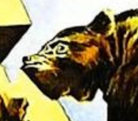 Ultra close-up on the bear's face.  It's a little weird.