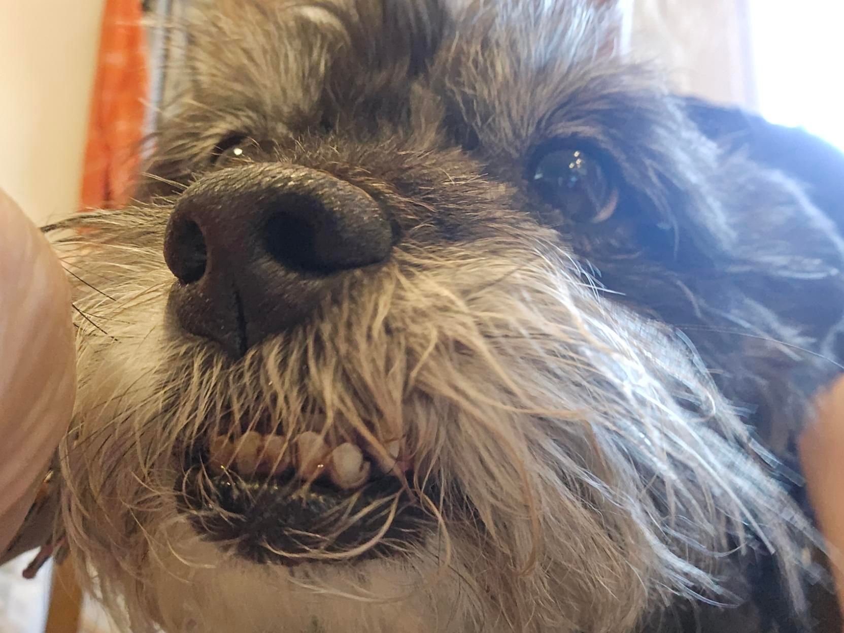 Close up of a Lil black dog with a grey beard and a wonderful underbite.