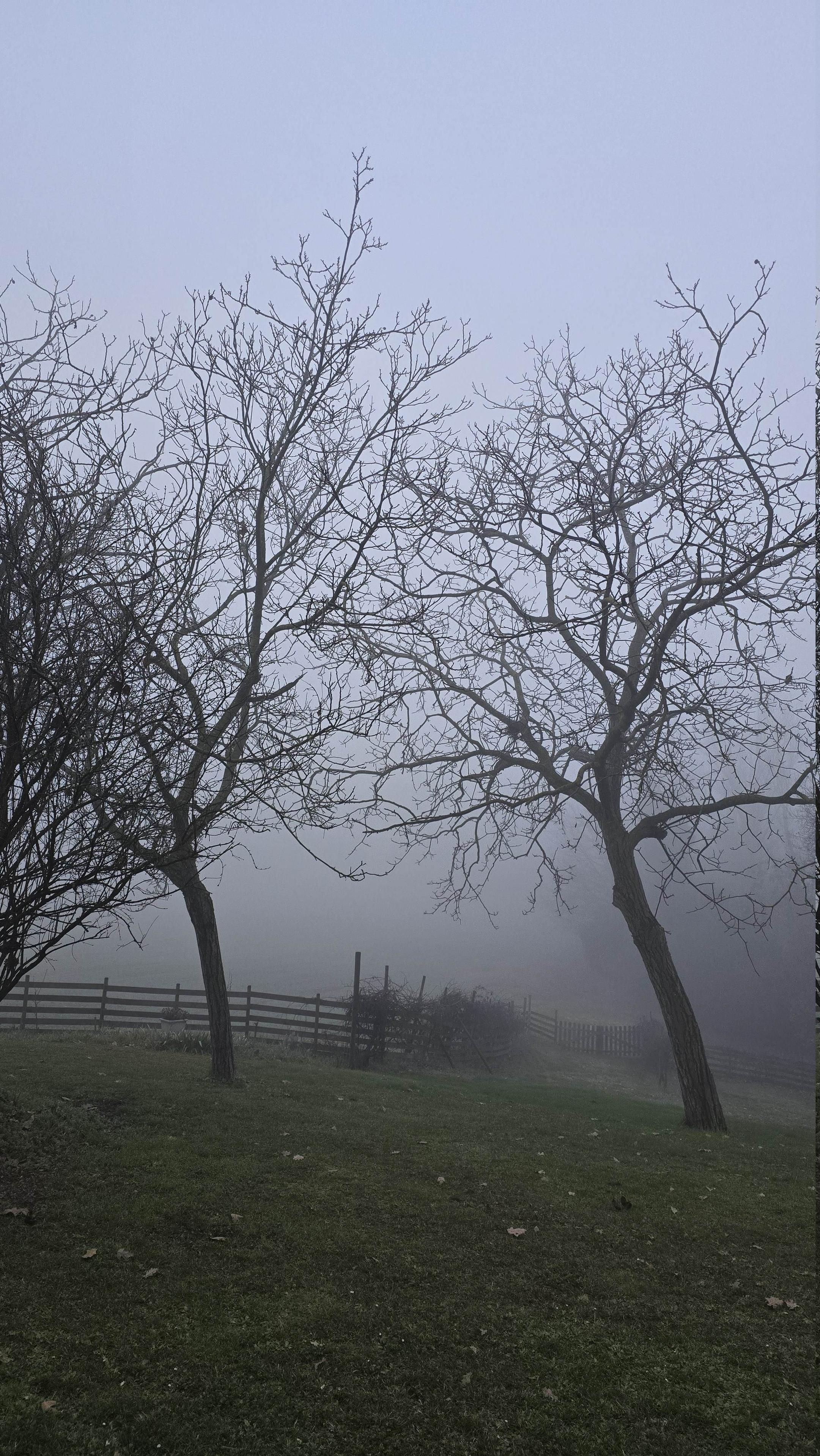 Paesaggio avvolto nella nebbia, si vede un prato e qualche albero spoglio e spettrale.

Una foto pubblicata utilizzando Fediphoto-Lineage