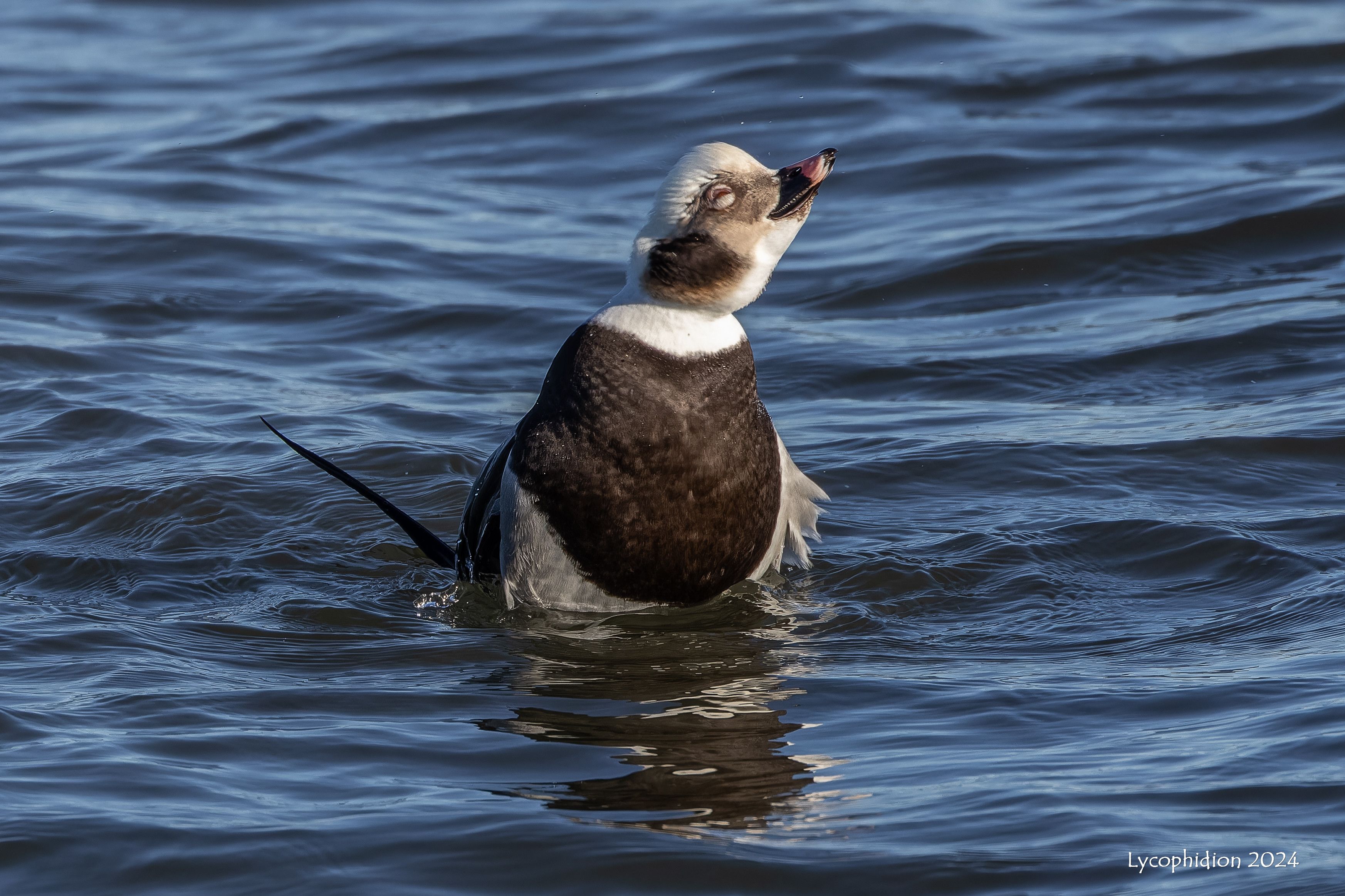 "Long-tailed Duck is a small, slender sea duck with a rounded head and a small bill. The male has long tail plumes most of the year. Males in winter are mostly white and black: the head is white with a large dark patch on the neck. The breast and body are dark with white plumes covering the back. The bill is mostly black with a pink band. Males in summer are infrequently seen away from the Arctic, but are roughly the reverse of their winter plumage, with a dark head, neck, and body, and a white face patch. Females and young males are smudgy brown on the body with a white face, a brown crown and cheek patch, and a dark bill." (AllAboutBirds). This male was engaged in a courtship in which he lifted the front part of his body out of the water and pointed his bill skyward, while rotating his head left and right. He looked very happy!