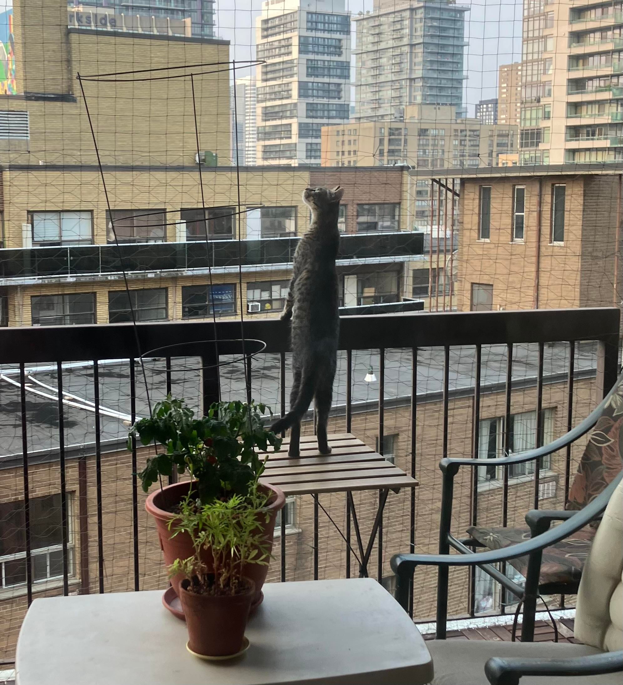 A curious brown cat stands like a prairie dog on a table, forepaws on a railing. She is protected by sturdy pigeon net.