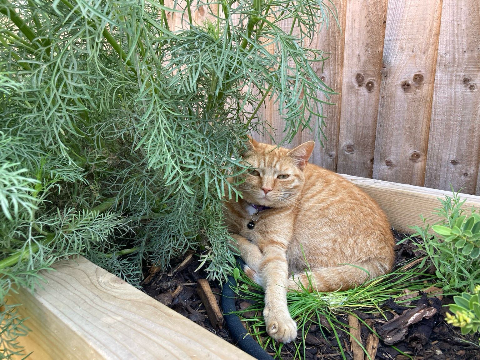 Pumpkin 🎃 my great nephews 🐈 she is such a relaxed feline 😎
