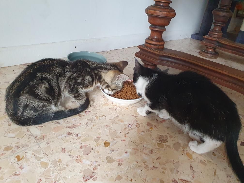 Les deux chatonnes en train de dévorer une assiette de croquettes, quelques minutes après leur arrivée.