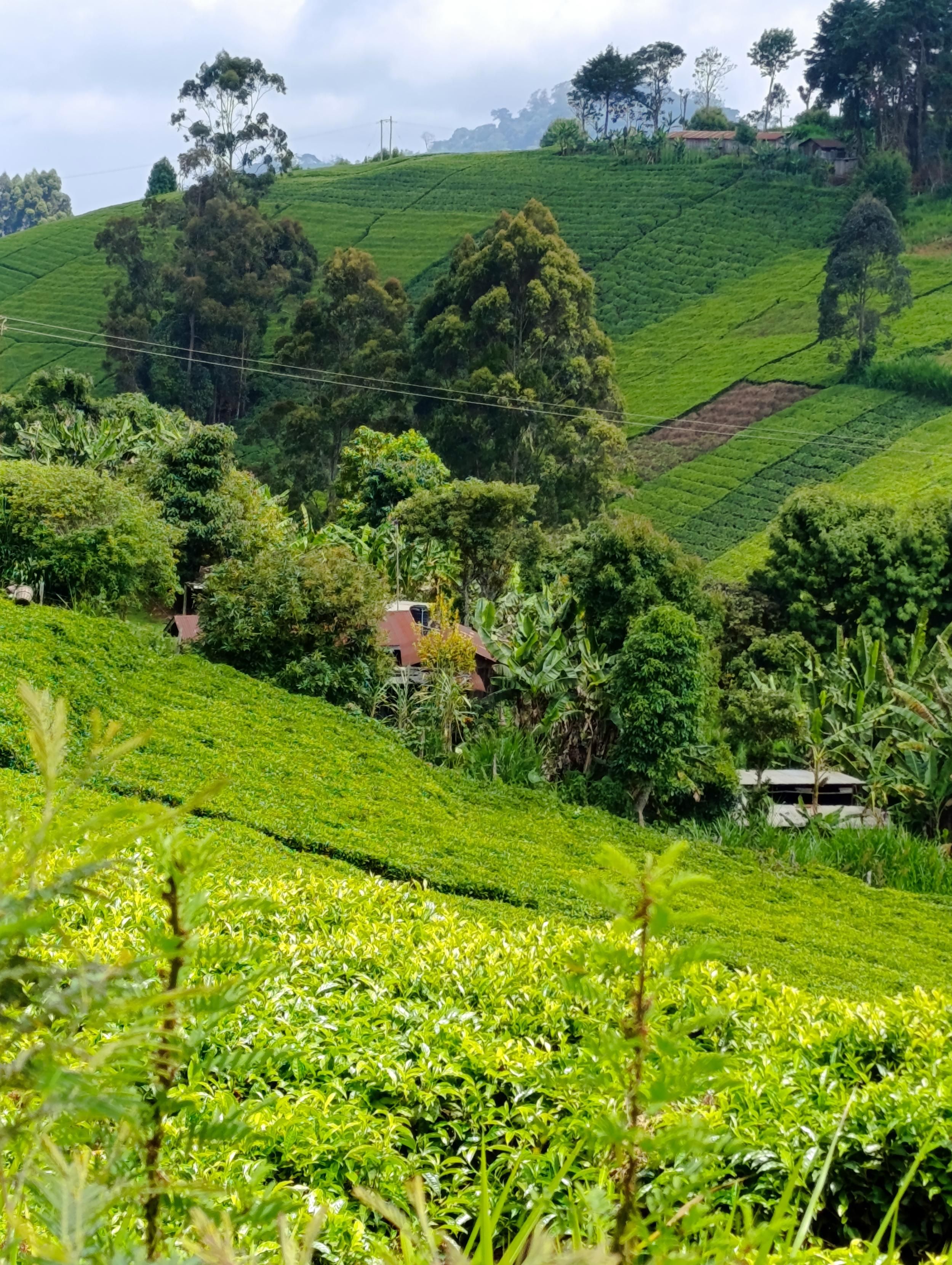 Tee plantations, homestead surrounded with exotic trees in South Imenti 