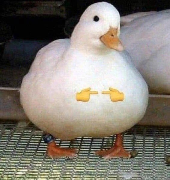 A meme picture of a cute Mulard/Pekin duck, with to tiny emoji hands pointing at each other superimposed over the image. Ducky is very shy.

Via: Fandom/ItzYuri