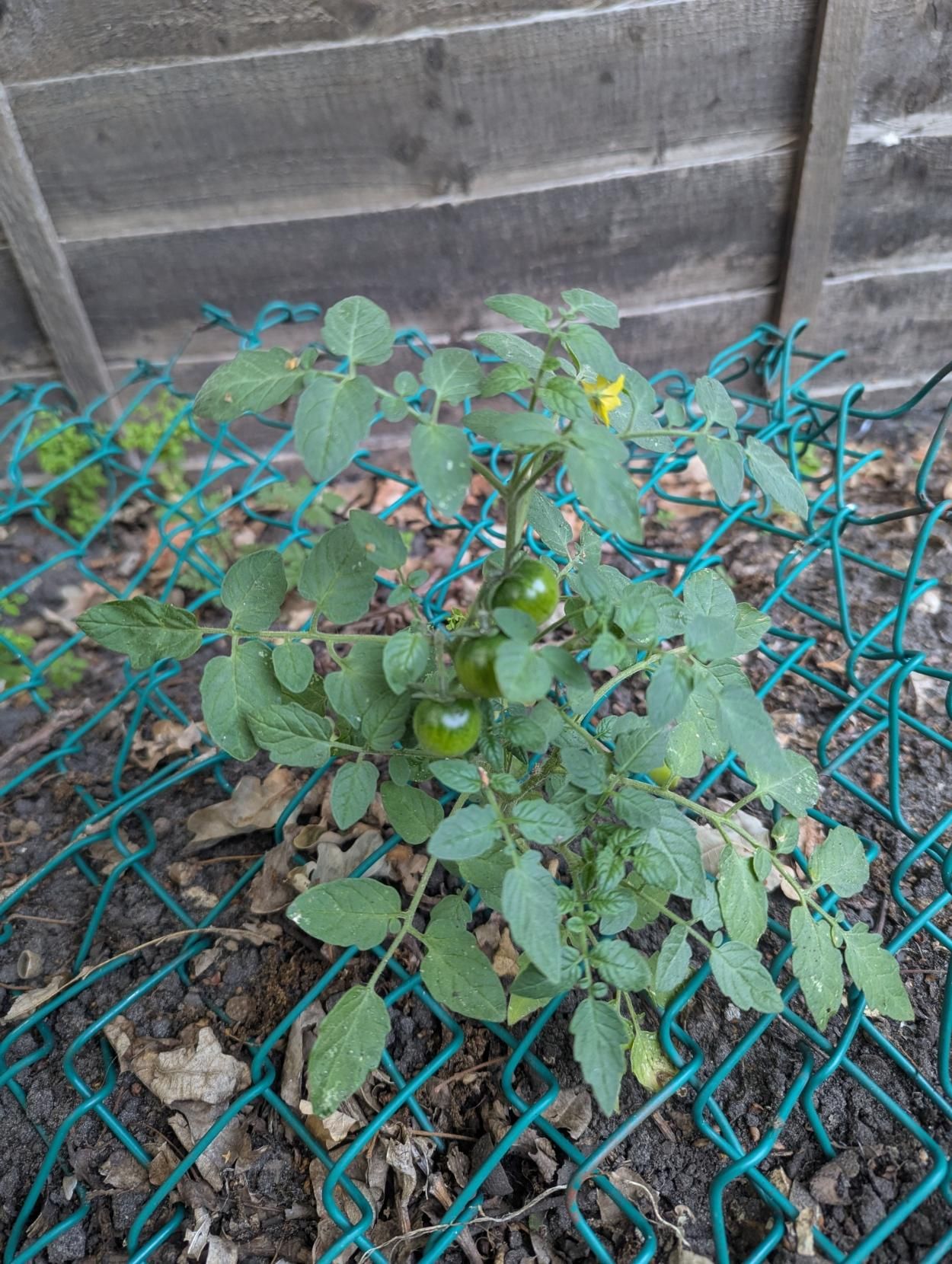 A tomato plant with some green fruits on growing through an old piece of chain link fencing laid on the ground