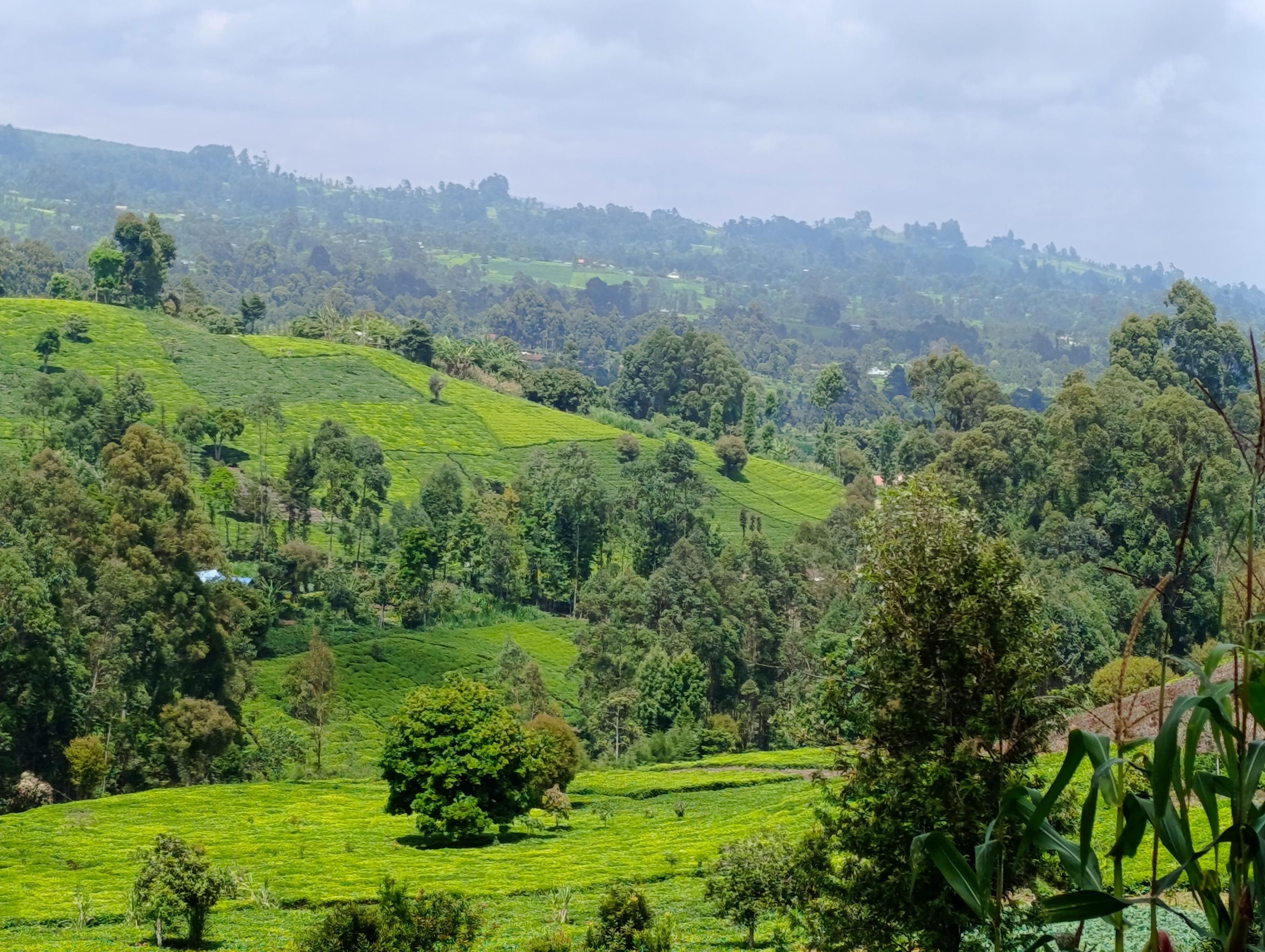 Tee plantations with exotic trees in South Imenti 