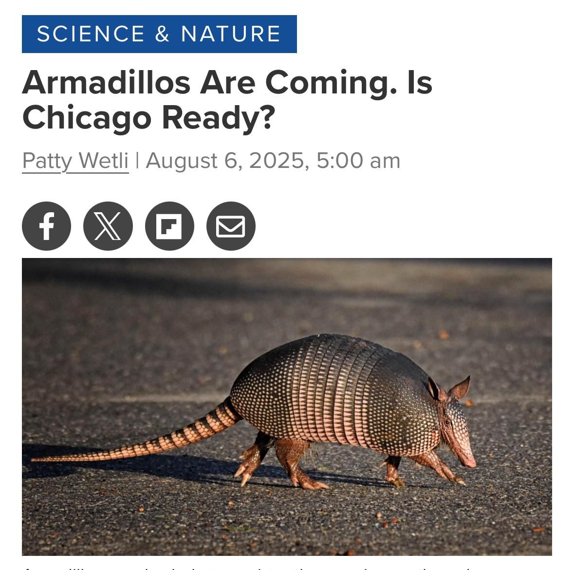 Armadillos Are Coming. Is Chicago Ready?