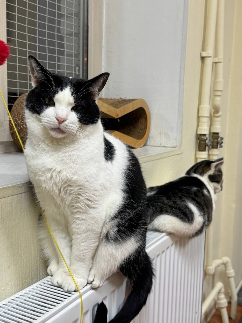 The photo shows two black-and-white cats sitting on top of a radiator